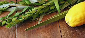 green leaves and yellow zucchini